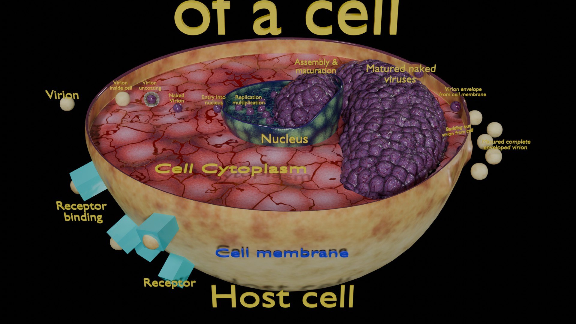Virus infection cycle in host cell model https://p.turbosquid.com/ts-thumb/Jj/CbmhoN/aj/ps0001/jpg/1730618418/1920x1080/fit_q87/00deae6bbb2d9c42b5a58d400e3ff3185770d114/ps0001.jpg