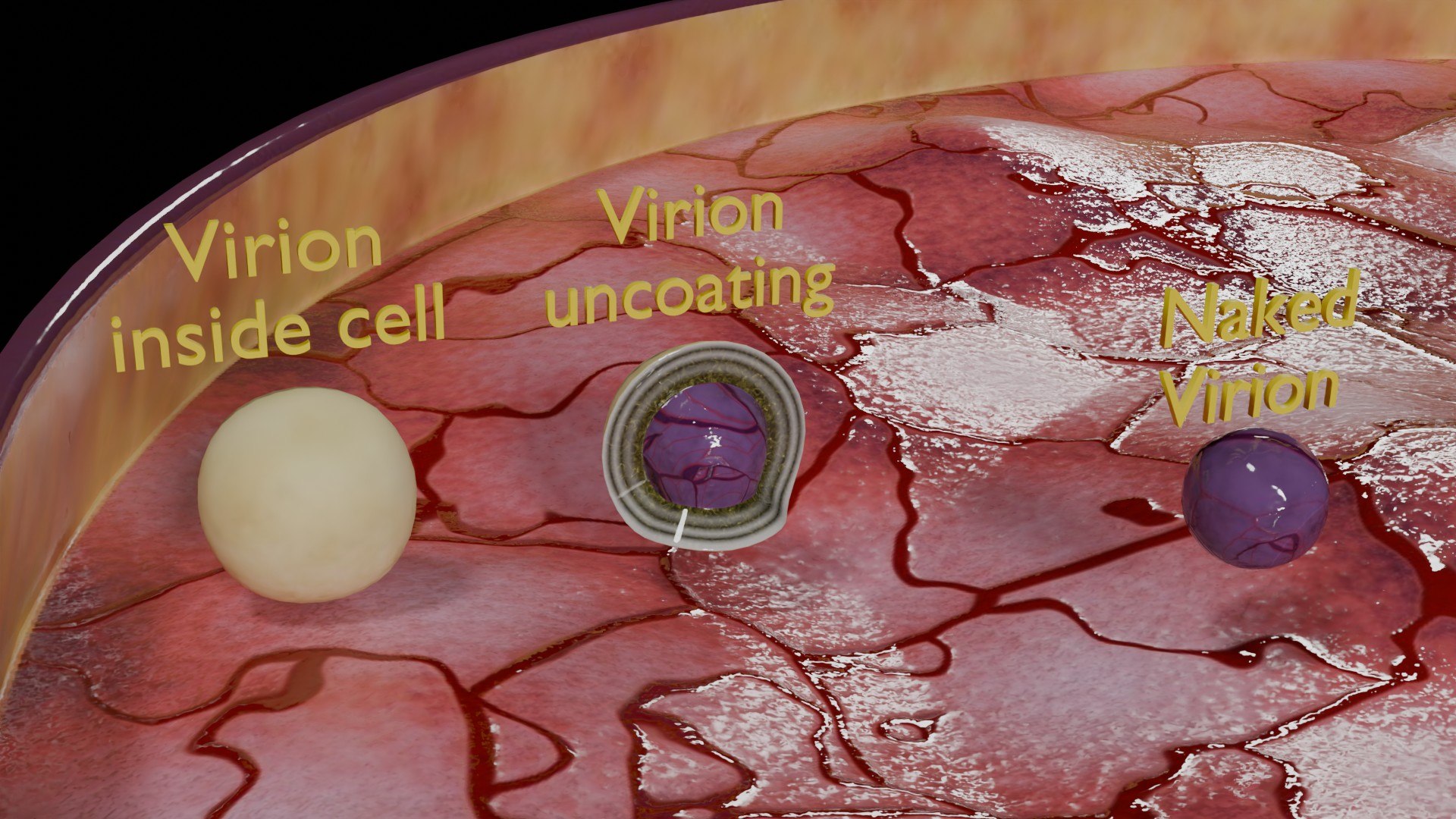 Virus Infection Cycle In Host Cell Model - TurboSquid 2301047