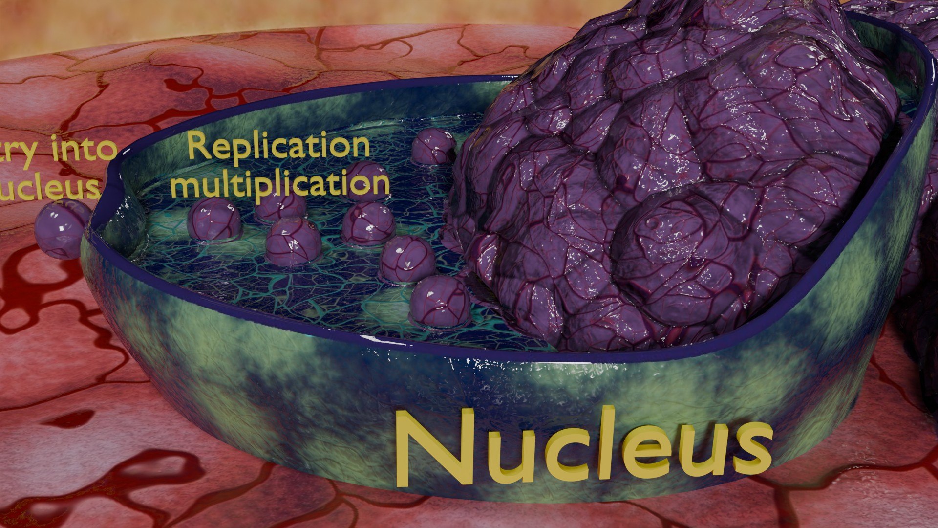 Virus infection cycle in host cell model https://p.turbosquid.com/ts-thumb/Jj/CbmhoN/h5/ps0017/jpg/1730618406/1920x1080/fit_q87/3582304bc2c29e7fb5d5ae5c61fab097ae31ce1d/ps0017.jpg