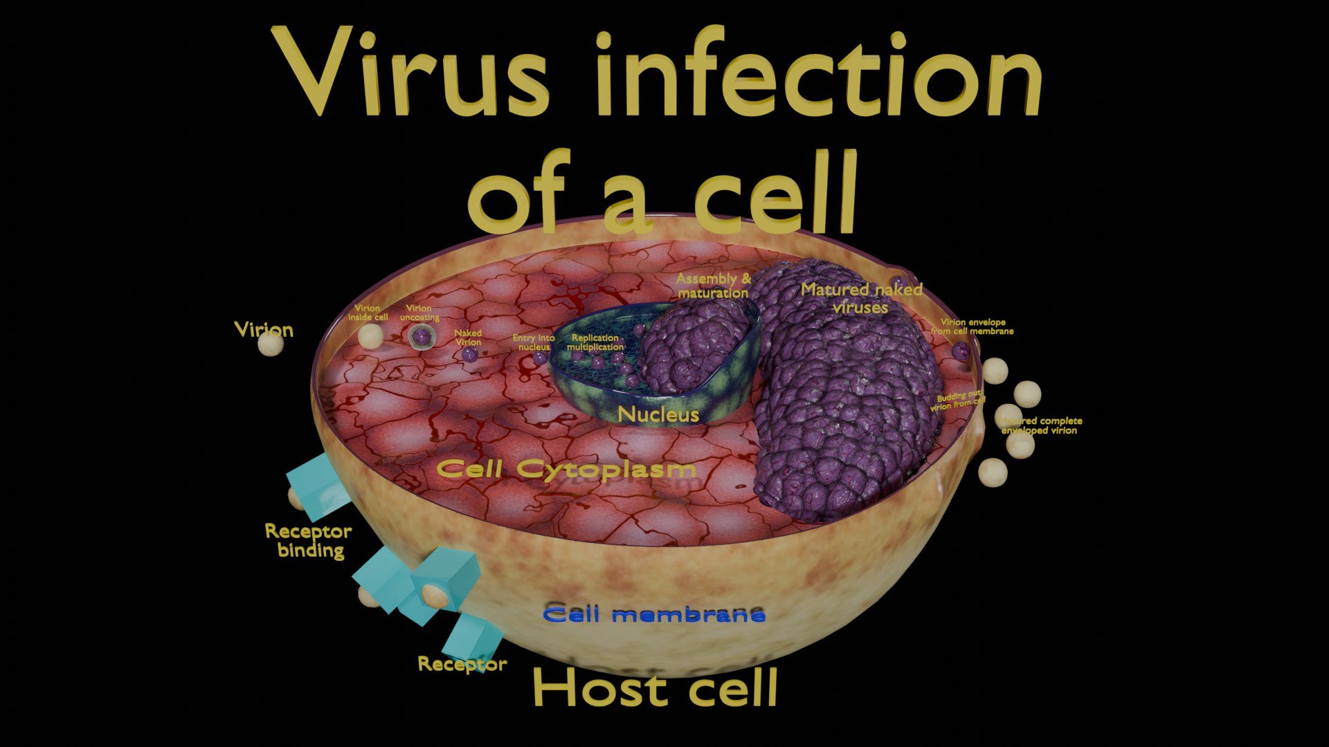Virus infection cycle in host cell model https://p.turbosquid.com/ts-thumb/Jj/CbmhoN/nj/ps0002/jpg/1730618418/1920x1080/fit_q87/15253cb818a2c9900f27897fea915952cb30058a/ps0002.jpg