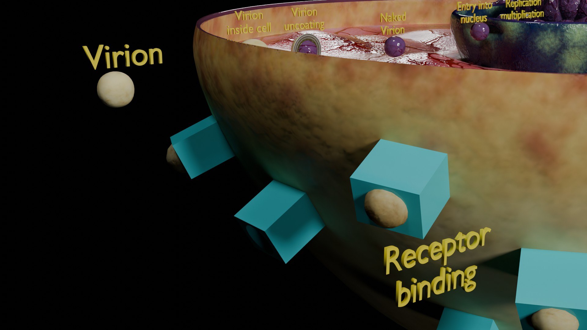 Virus infection cycle in host cell model https://p.turbosquid.com/ts-thumb/Jj/CbmhoN/qn/ps0007/jpg/1730618421/1920x1080/fit_q87/c36979efb5129dbf017d7acb9e744b880abab5ba/ps0007.jpg