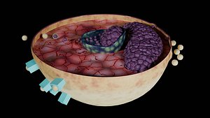 Virus infection cycle in host cell model