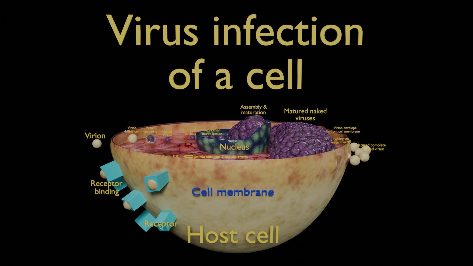 Virus infection cycle in host cell model https://p.turbosquid.com/ts-thumb/Jj/CbmhoN/vH/ps0003/jpg/1730618419/1920x1080/fit_q87/c4d317bdaa61b94f17a76348e84b963adc730783/ps0003.jpg
