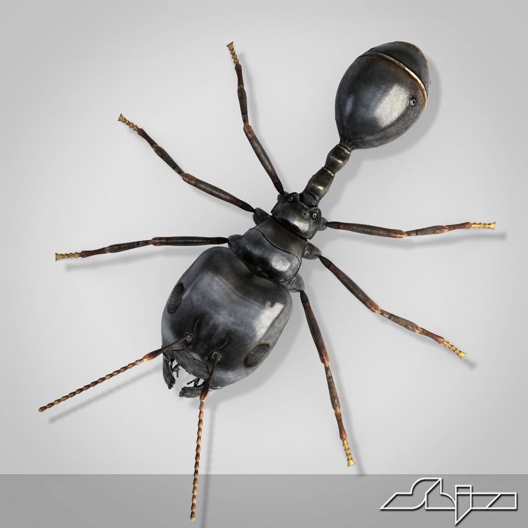 3d model of ant 1