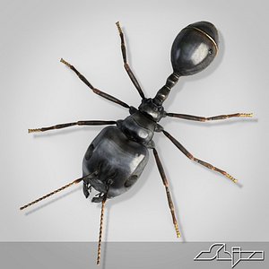 3d model of ant 1