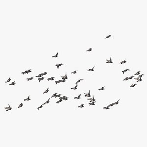 flock flying large 03 3D