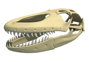 Komodo Dragon Skull
