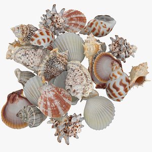 3D Seashell Pile v1 02