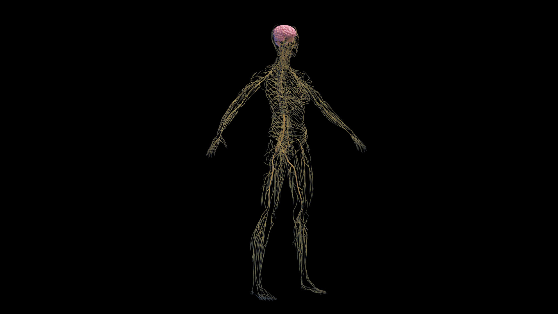 3D Human Female Body and Nervous System https://p.turbosquid.com/ts-thumb/Jj/SgQKtR/2p/female_nervous_tt_01f/jpg/1682441160/1920x1080/turn_fit_q99/6c09806974290e3e8f7e5caa28fbe06602251ae9/female_nervous_tt_01f-1.jpg