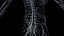 Human Female Body and Nervous System