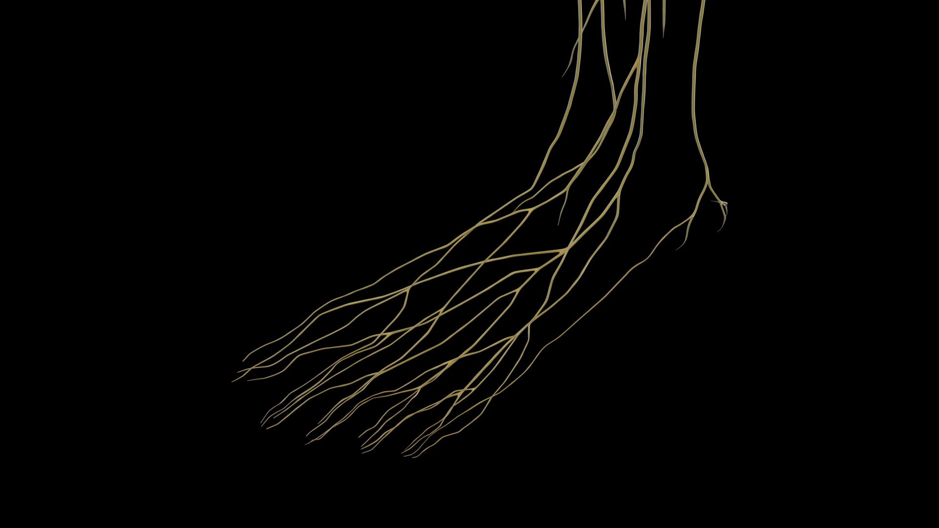 3D Human Female Body and Nervous System https://p.turbosquid.com/ts-thumb/Jj/SgQKtR/Bl/female_nervous0006/jpg/1682439804/1920x1080/fit_q87/ac2e4c5c67b7ff928d0309441b0a187556ee77db/female_nervous0006.jpg
