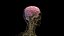 Human Female Body and Nervous System