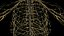 Human Female Body and Nervous System