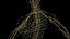 Human Female Body and Nervous System
