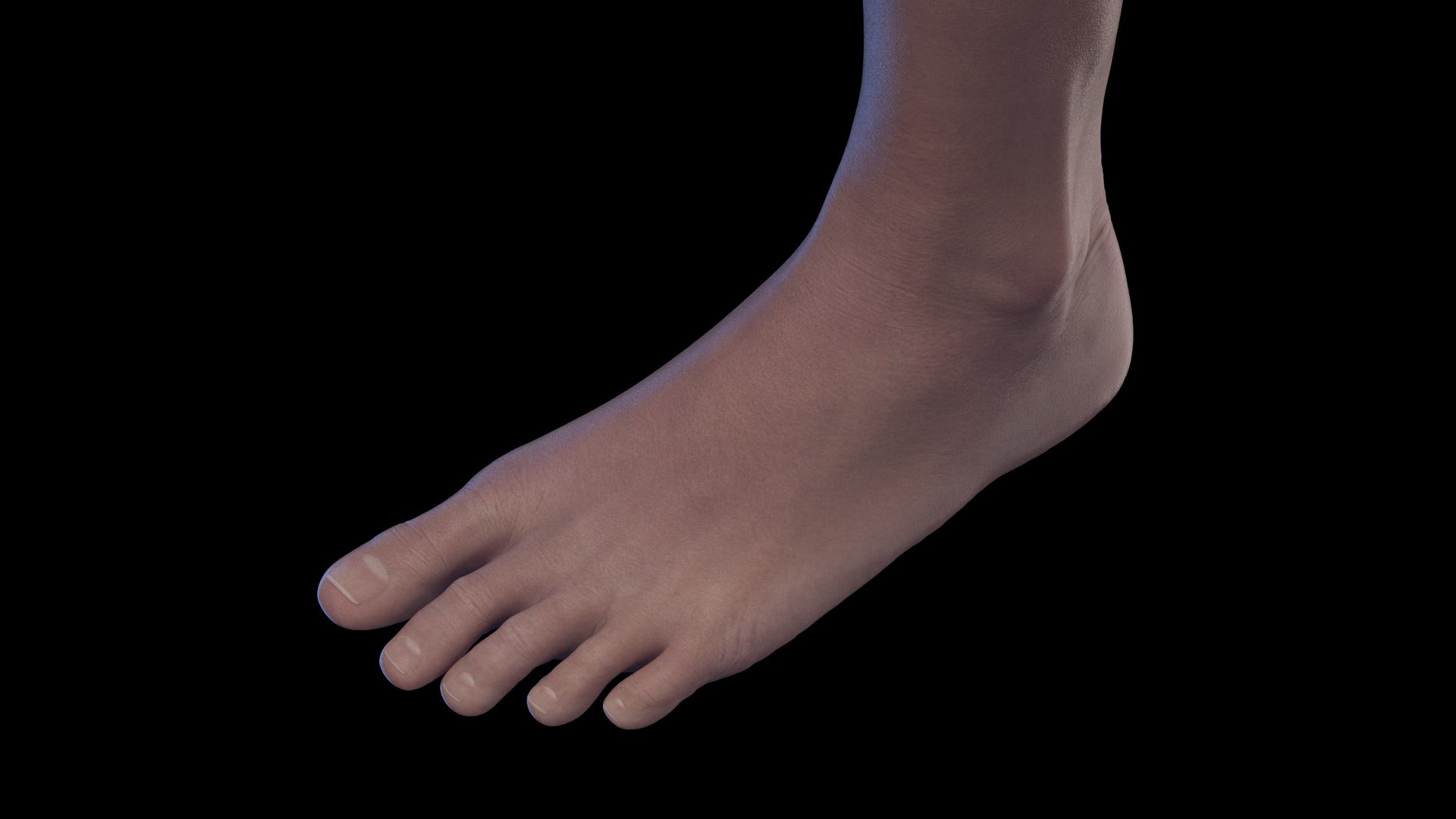 3D Human Female Body and Nervous System https://p.turbosquid.com/ts-thumb/Jj/SgQKtR/VH/female_body0006/jpg/1682439640/1920x1080/fit_q87/23af0a4de25a82216bb0eb1960ebc8c6088c200e/female_body0006.jpg