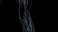 Human Female Body and Nervous System