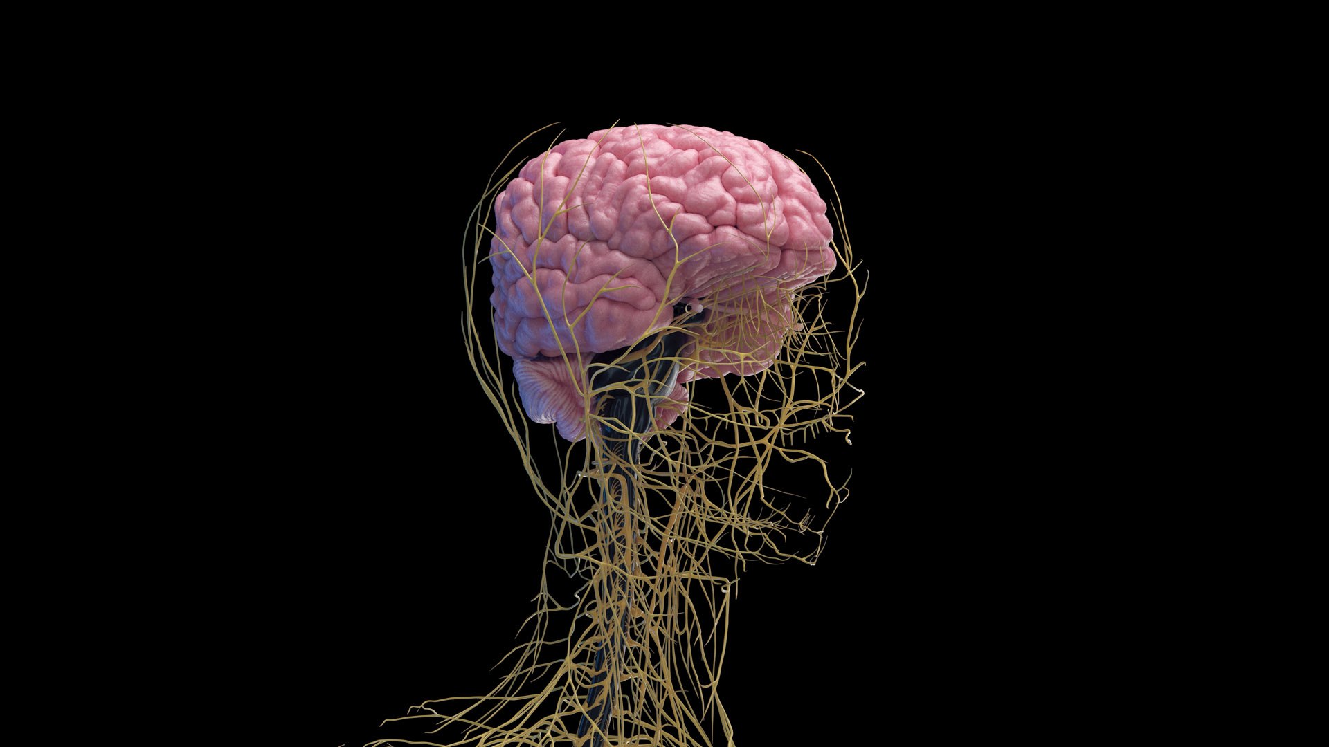 3D Human Female Body and Nervous System https://p.turbosquid.com/ts-thumb/Jj/SgQKtR/ir/female_nervous0001/jpg/1682439808/1920x1080/fit_q87/6b451d3970b98d74b35cd5332e60b4a1ca273d5f/female_nervous0001.jpg