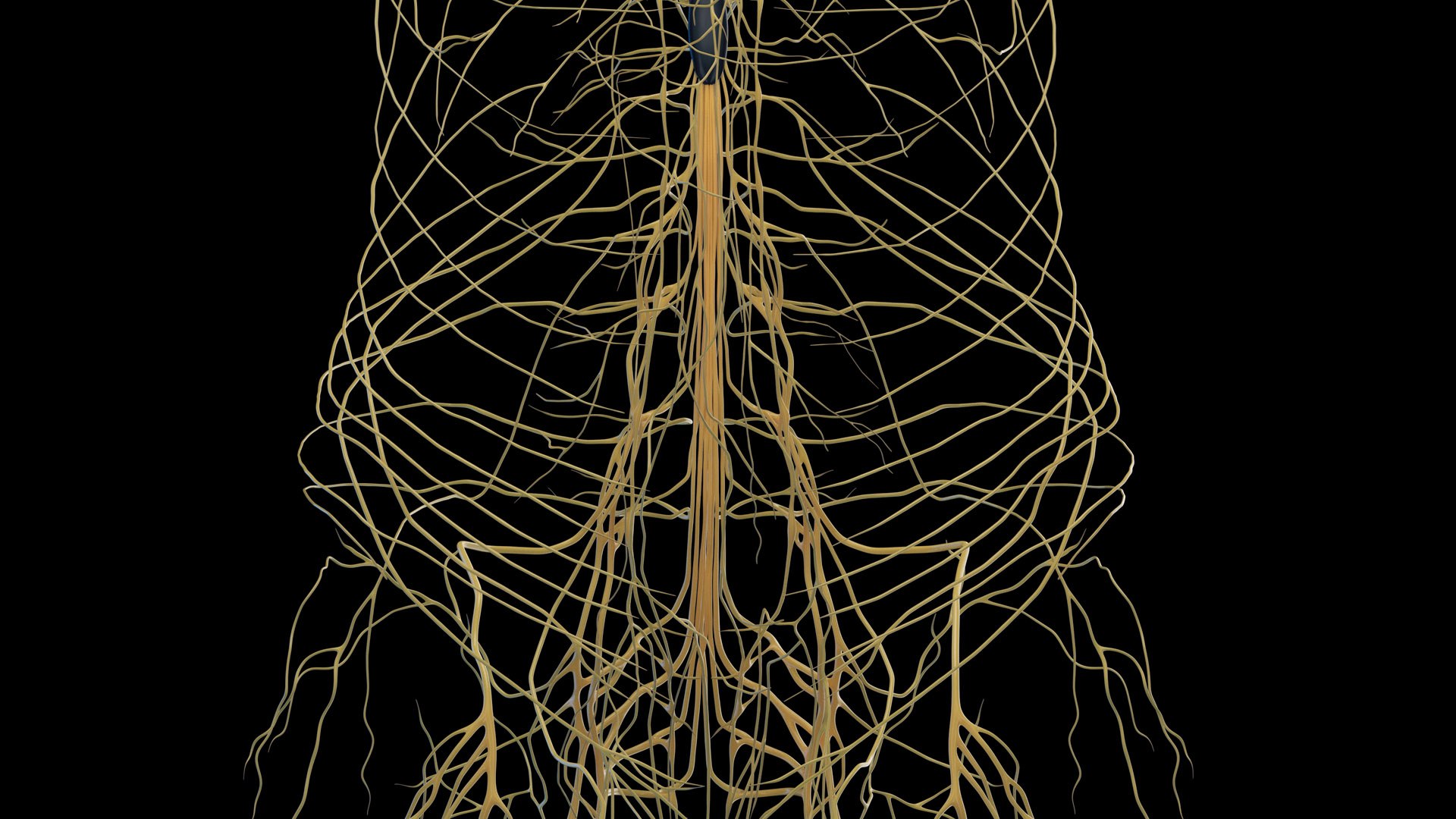 3D Human Female Body and Nervous System https://p.turbosquid.com/ts-thumb/Jj/SgQKtR/zf/female_nervous0010/jpg/1682439805/1920x1080/fit_q87/db0d5ff09f7c072bb8fa0db33fad5bdf59cf7e9d/female_nervous0010.jpg