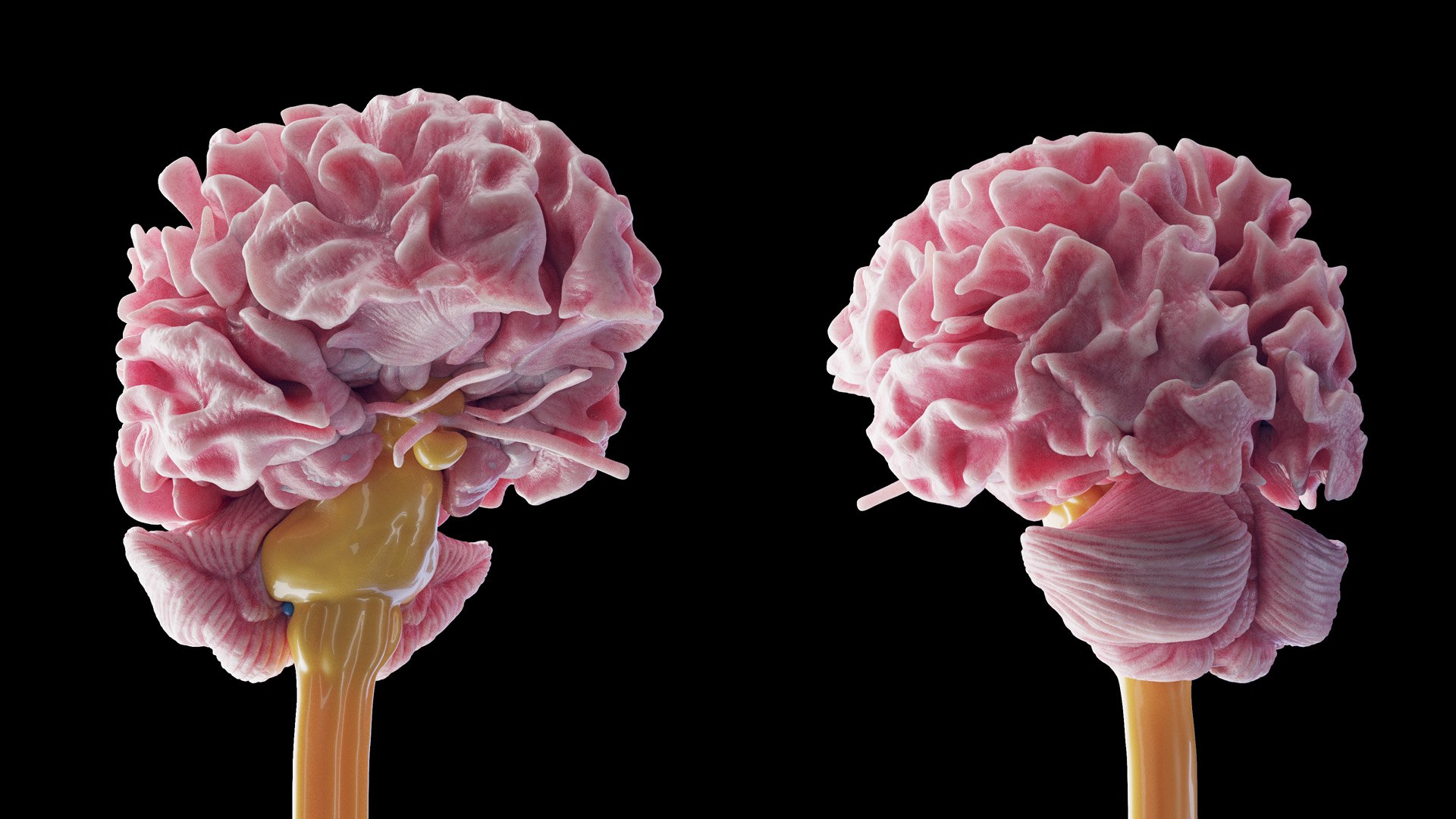 3D Human Female Body and Nervous System https://p.turbosquid.com/ts-thumb/Jj/SgQKtR/zk/anatomy_v2_female_ps_097/jpg/1682439874/1920x1080/fit_q87/0a7f1a52c4f535d2f5c279feebd4a18e4f0c6e44/anatomy_v2_female_ps_097.jpg