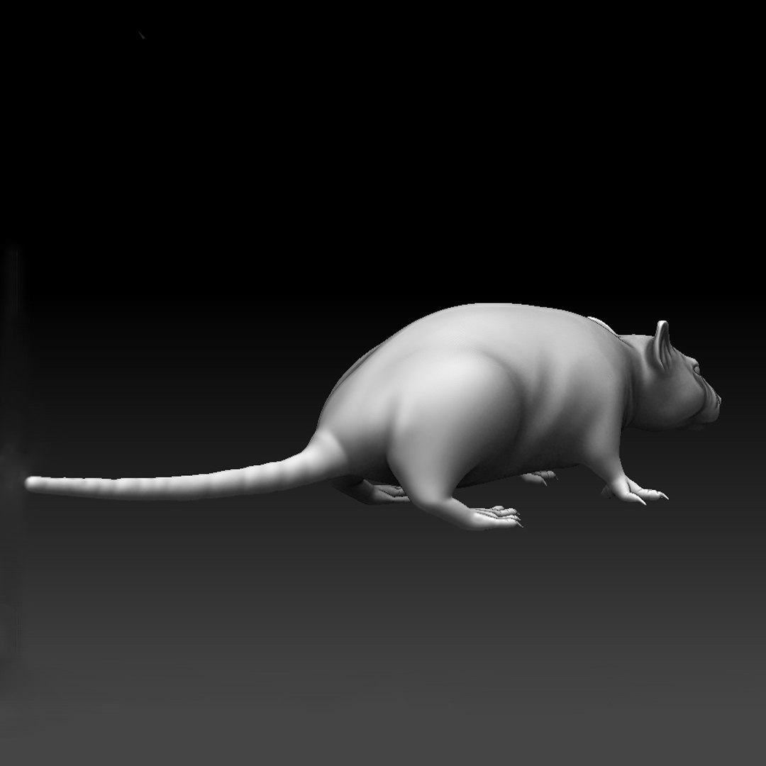 3d High-res Sculpted Rat Model