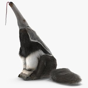 3D Anteater Sitting Pose Fur