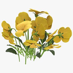 Pansies Flowers 3D model