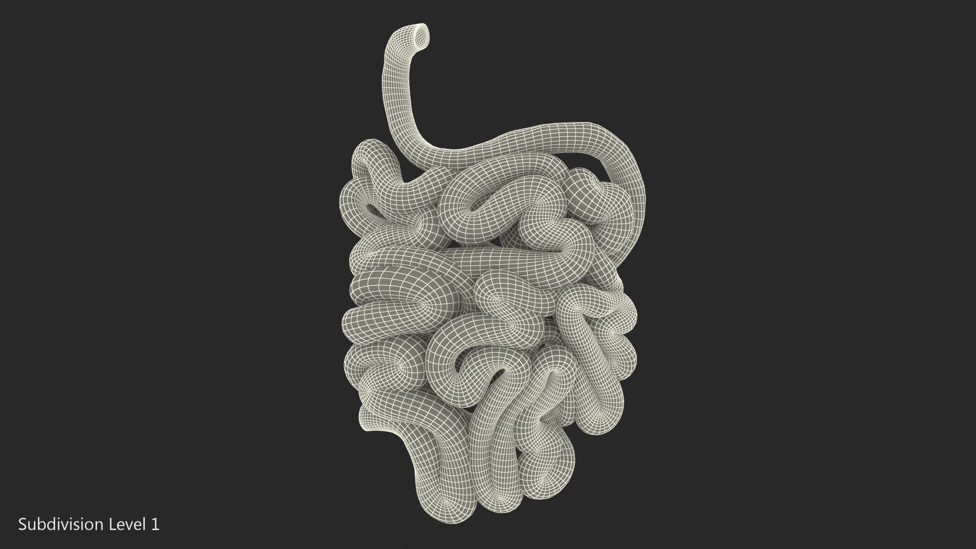 3D model human small intestine https://p.turbosquid.com/ts-thumb/Jj/iOhhSR/00vmZzxJ/humansmallinestines3dsmodel011/jpg/1570748728/1920x1080/fit_q87/717cc2d52121ddae9dc4817b3a5d0495464a74e5/humansmallinestines3dsmodel011.jpg