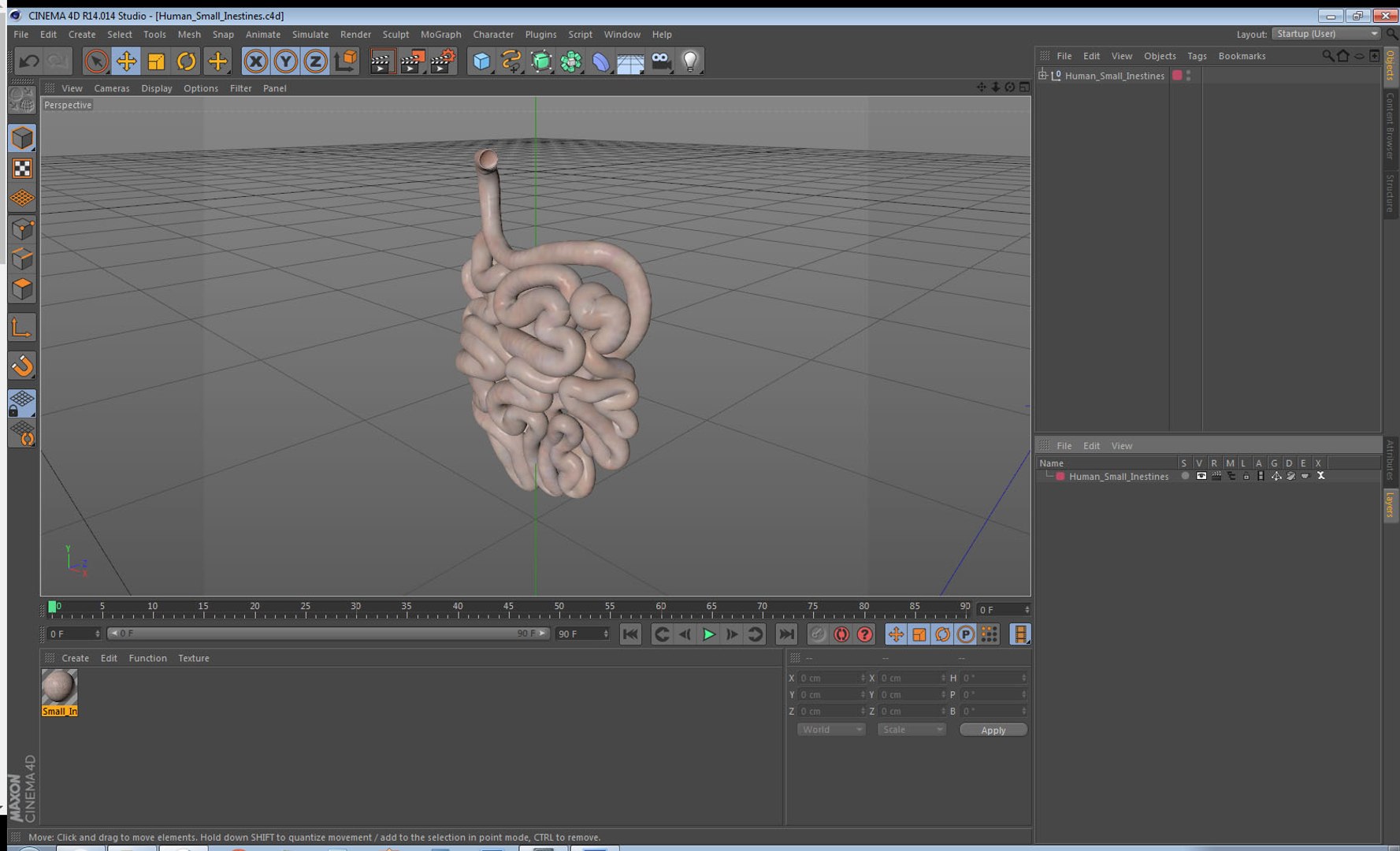 3D model human small intestine https://p.turbosquid.com/ts-thumb/Jj/iOhhSR/4Ilaa8n7/humansmallinestines3dsmodel015/jpg/1570748747/1920x1080/fit_q87/511aa5373ac81db7493b33af026f5d91fb4ab9ff/humansmallinestines3dsmodel015.jpg