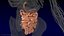 Human Small Intestines