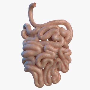3D model human small intestine
