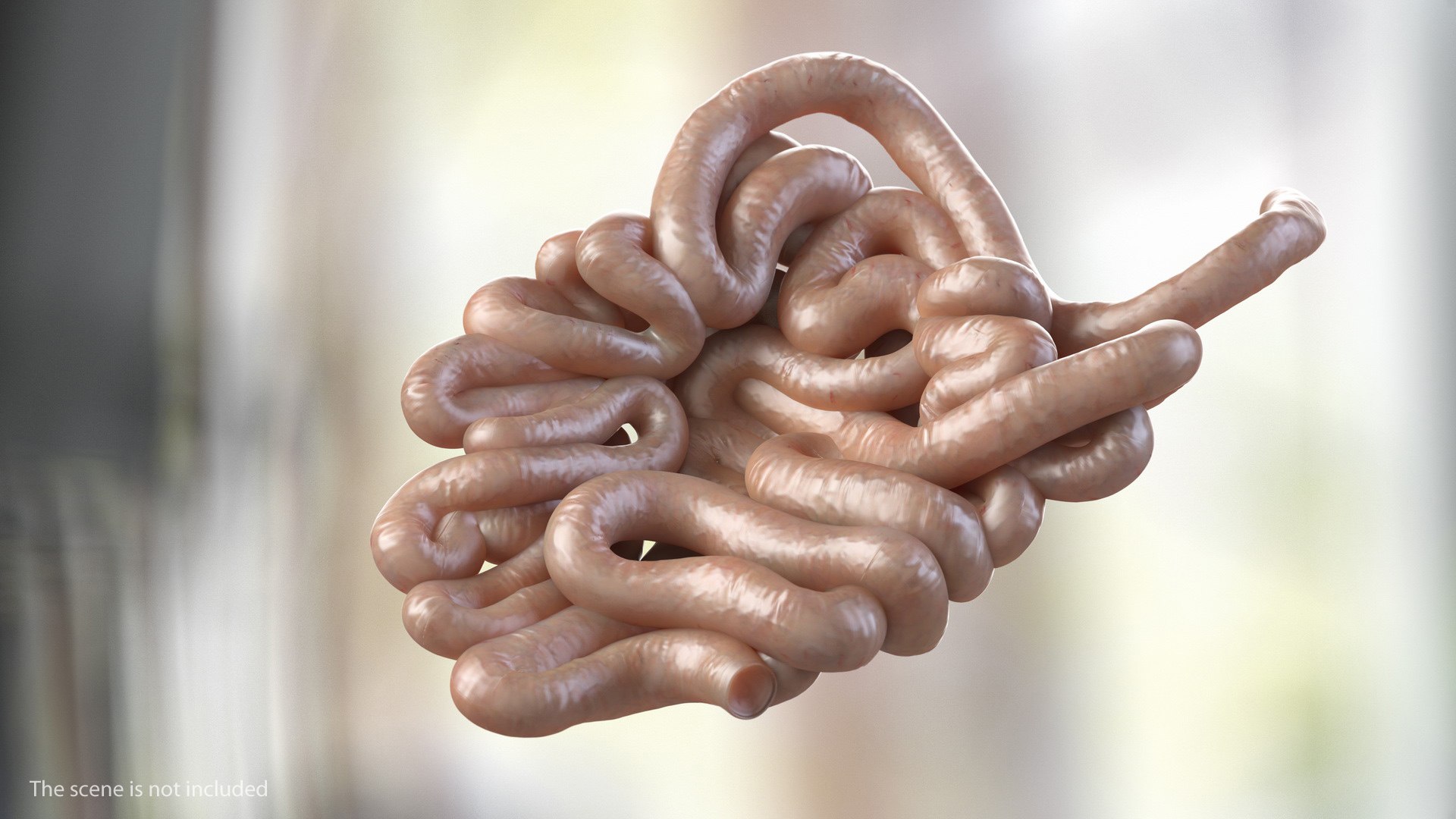 3D Human Organs Collection 2 https://p.turbosquid.com/ts-thumb/Jj/iOhhSR/rQ3iacmN/humansmallinestines3dsmodel001/jpg/1648871442/1920x1080/fit_q87/1a56794e386f9fc5cde9d01ade7b038cfaee780b/humansmallinestines3dsmodel001.jpg