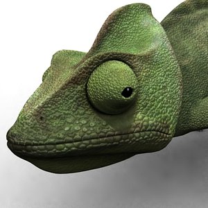 chameleon 3d model