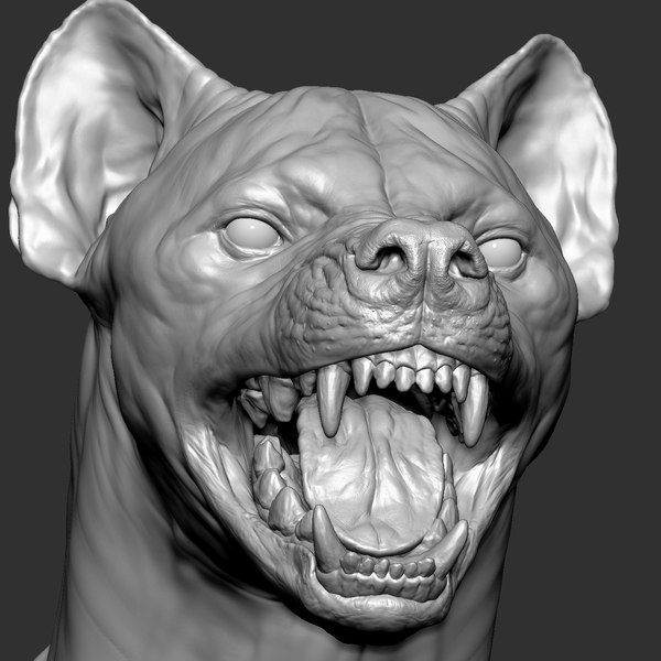 Animal Anatomy 3D Models for Download TurboSquid