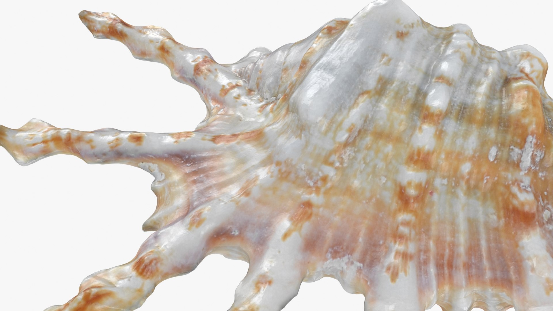 Scorpion Spider Conch 3D model https://p.turbosquid.com/ts-thumb/Jj/rYvfut/Cc/scorpionconch_b0012/jpg/1698860635/1920x1080/fit_q87/bb94f95051ae4628305e776878c5d5985378e69a/scorpionconch_b0012.jpg