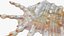 Scorpion Spider Conch