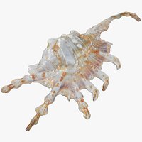 Scorpion Spider Conch