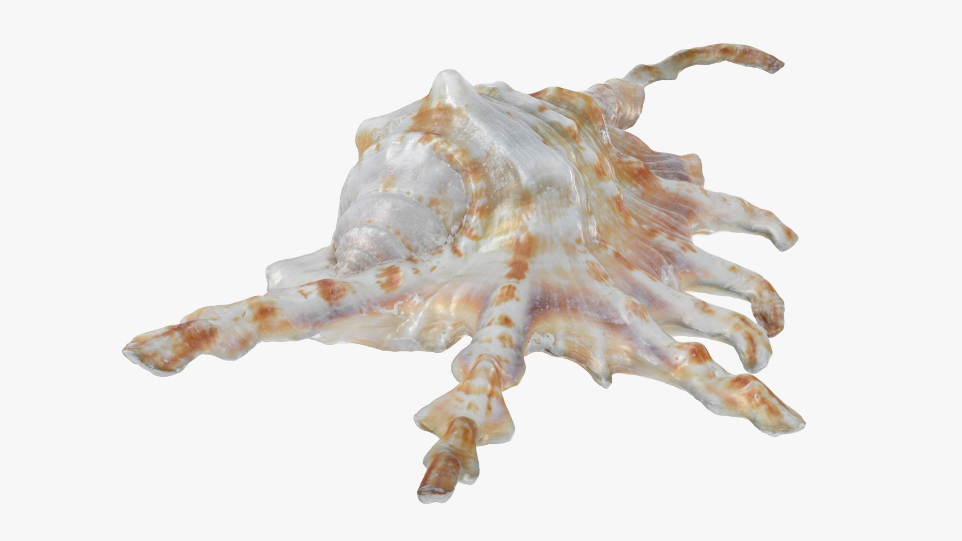 3D Seashells Collection 1 https://p.turbosquid.com/ts-thumb/Jj/rYvfut/PW/scorpionconch_b0000/jpg/1789364628/1920x1080/fit_q87/40890f1f6db7213e236c0104de35678fe8e9126f/scorpionconch_b0000.jpg