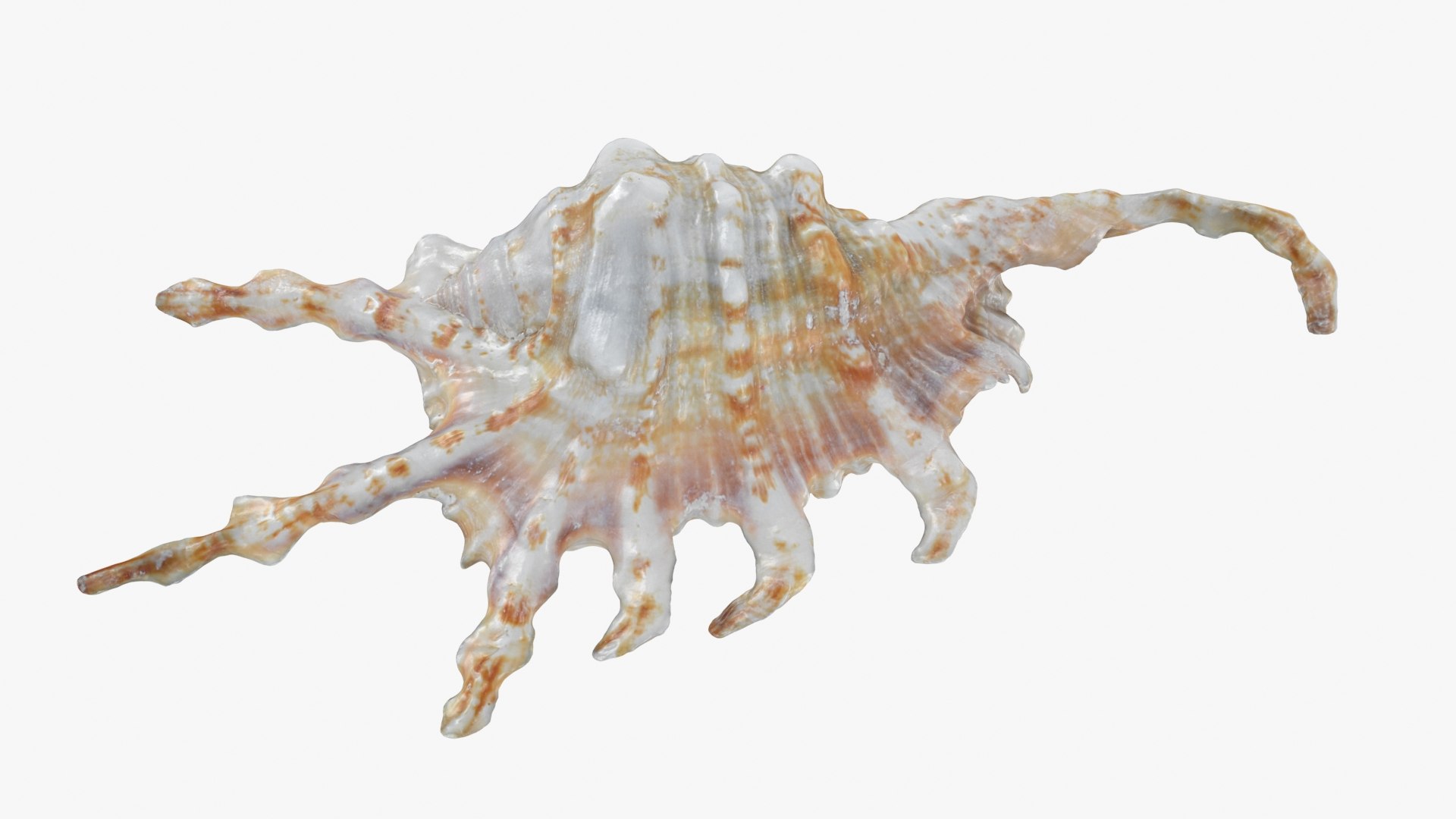 Scorpion Spider Conch 3D model https://p.turbosquid.com/ts-thumb/Jj/rYvfut/U3/scorpionconch_b0006/jpg/1698860630/1920x1080/fit_q87/626372669e5e036358e64177769909dd9e8112a4/scorpionconch_b0006.jpg