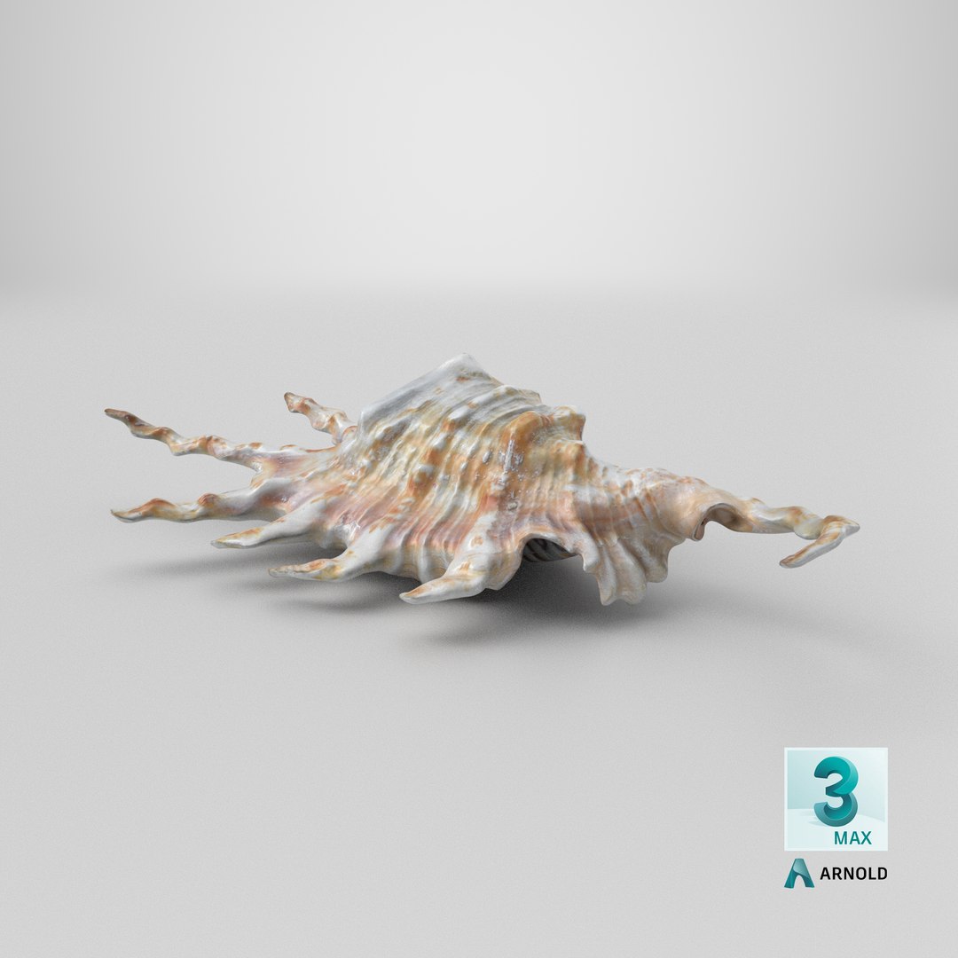 Scorpion Spider Conch 3D model https://p.turbosquid.com/ts-thumb/Jj/rYvfut/WX/stemcell_max_arnold_render/png/1700209859/1920x1080/fit_q87/e9453927fcf3e028a45058c6cf8c994e5762bd90/stemcell_max_arnold_render.jpg