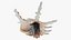 Scorpion Spider Conch