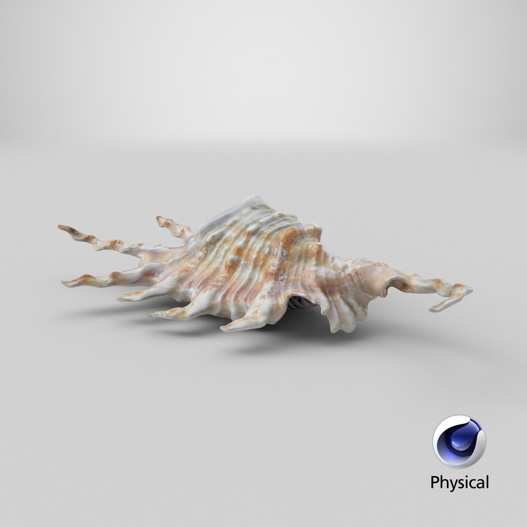 Scorpion Spider Conch 3D model https://p.turbosquid.com/ts-thumb/Jj/rYvfut/fa/stemcell_cinema_4d_physical_render/png/1700209854/1920x1080/fit_q87/27e6b02254570c69aa2d854e07b4aefc5b053be7/stemcell_cinema_4d_physical_render.jpg