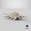 Scorpion Spider Conch