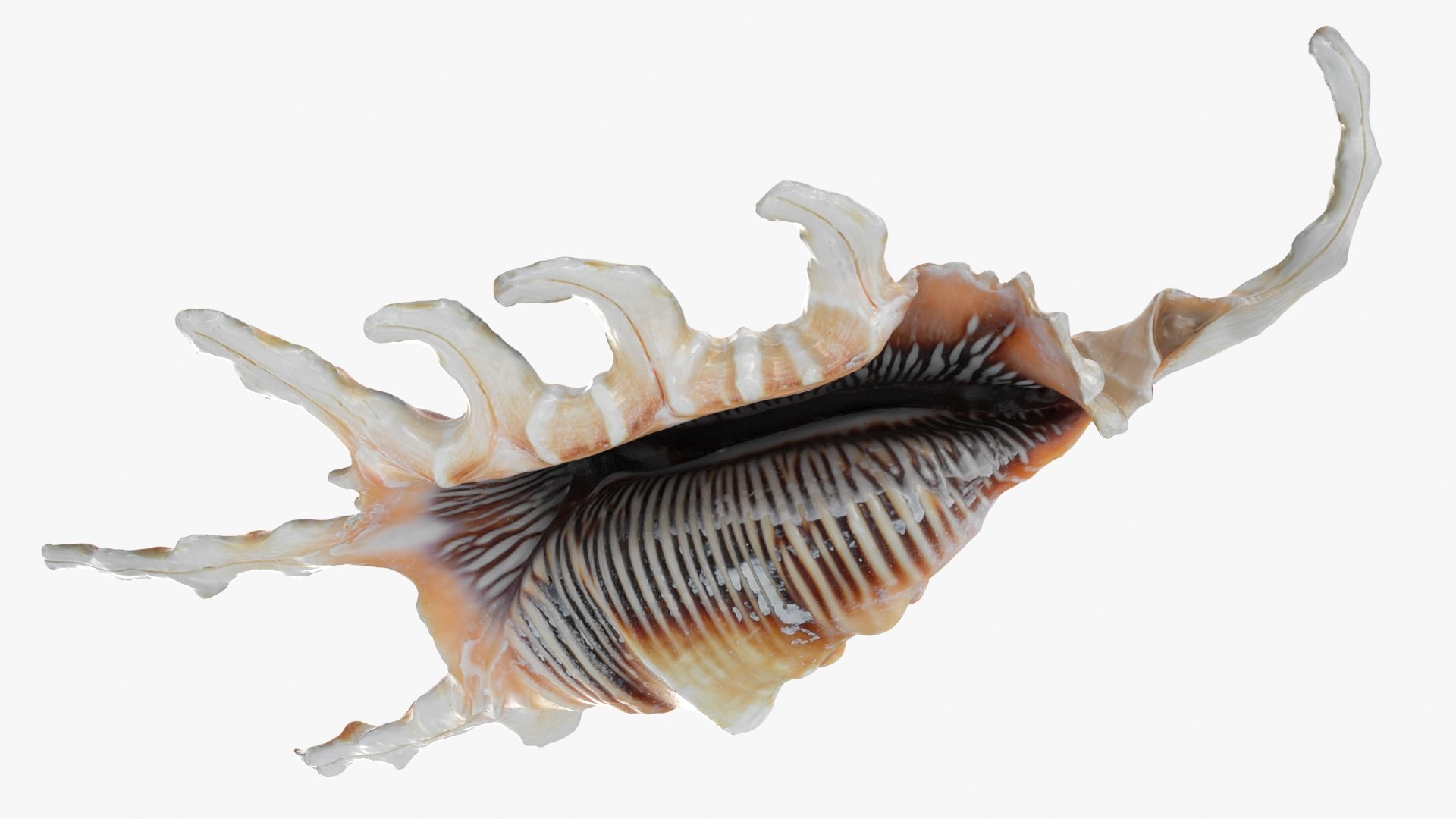 Scorpion Spider Conch 3D model https://p.turbosquid.com/ts-thumb/Jj/rYvfut/jw/scorpionconch_b0018/jpg/1698860635/1920x1080/fit_q87/1db86f78f6248d51706a53c4da307cea8d0990f5/scorpionconch_b0018.jpg