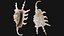 Scorpion Spider Conch