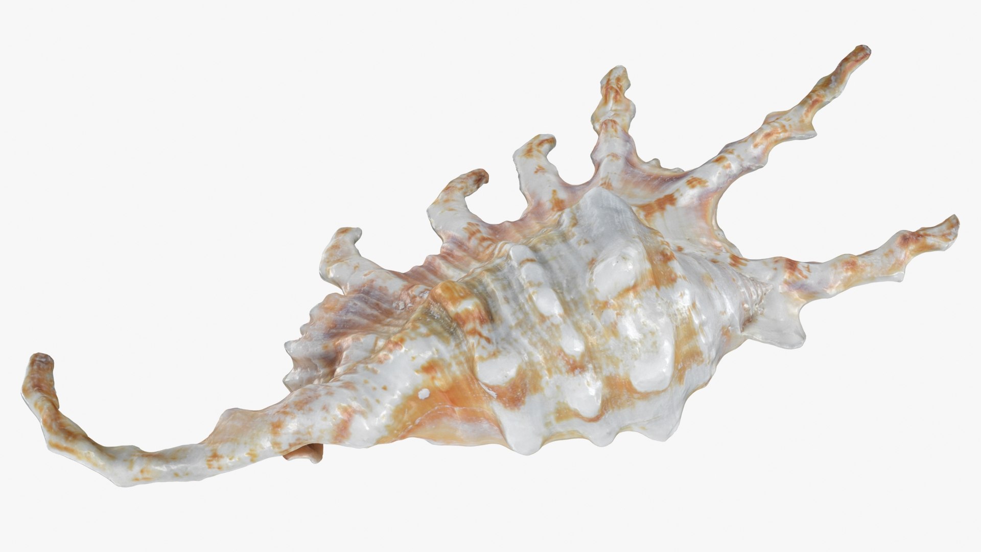 Scorpion Spider Conch 3D model https://p.turbosquid.com/ts-thumb/Jj/rYvfut/u6/scorpionconch_b0002/jpg/1698860628/1920x1080/fit_q87/6043fb5d7e66ea955a1948c074d0c25b7ca28619/scorpionconch_b0002.jpg