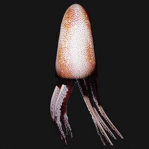 squid animals 3D model