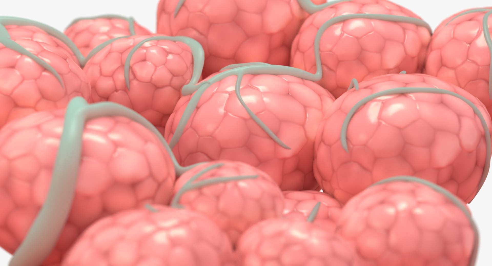 3D mammary gland model https://p.turbosquid.com/ts-thumb/Jk/8eslVl/DRToQ0r3/16_close_view/jpg/1544039873/1920x1080/fit_q87/c9f83951927b7af2cef65a59a62eb63d6f4d633b/16_close_view.jpg
