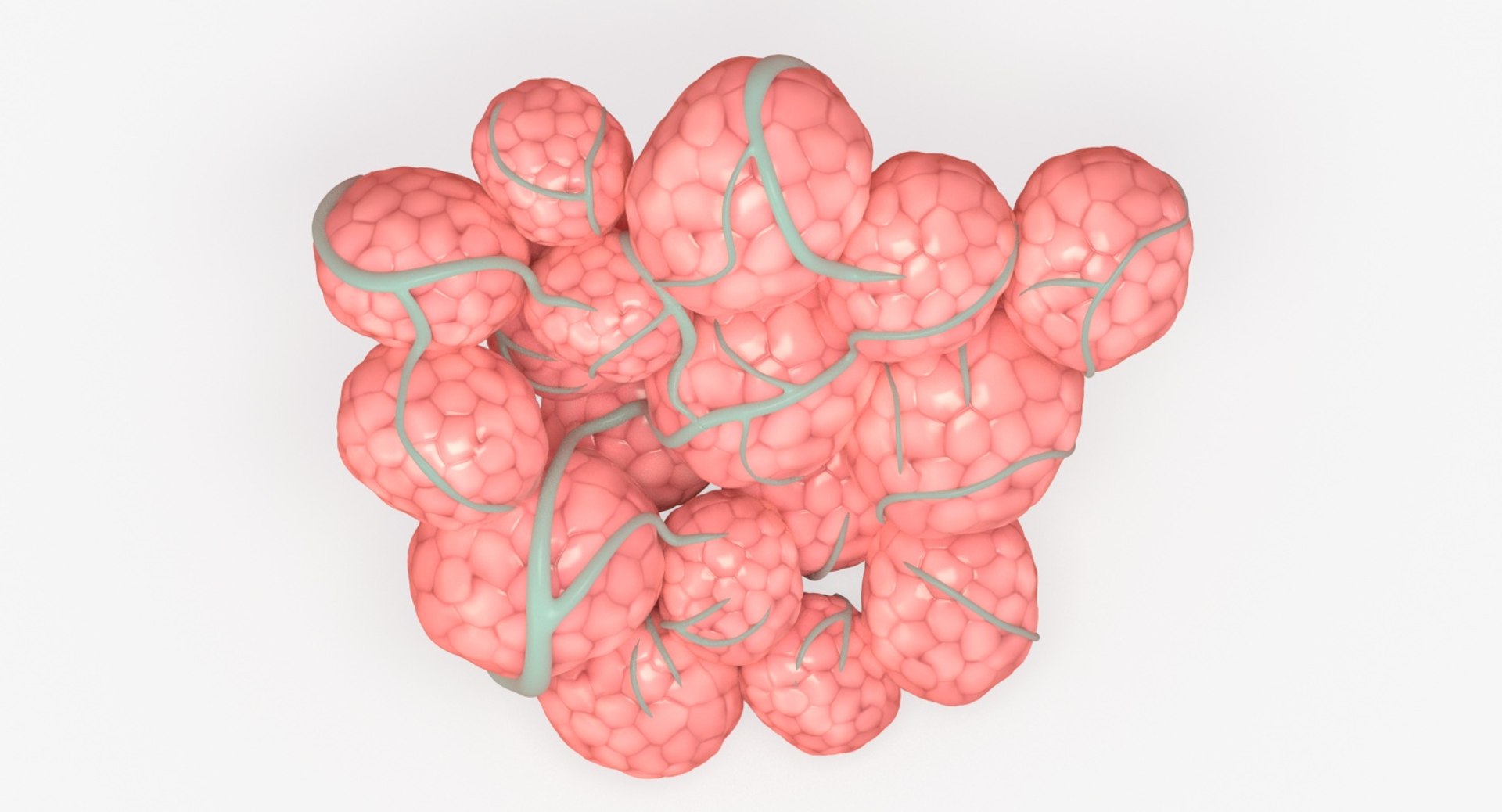 3D mammary gland model https://p.turbosquid.com/ts-thumb/Jk/8eslVl/QllDD0Xd/15_up_view/jpg/1544039873/1920x1080/fit_q87/25dd9e3b14e7da1b00c63d36e5cd02651a039631/15_up_view.jpg