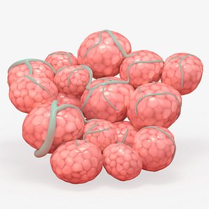 Mammary Gland