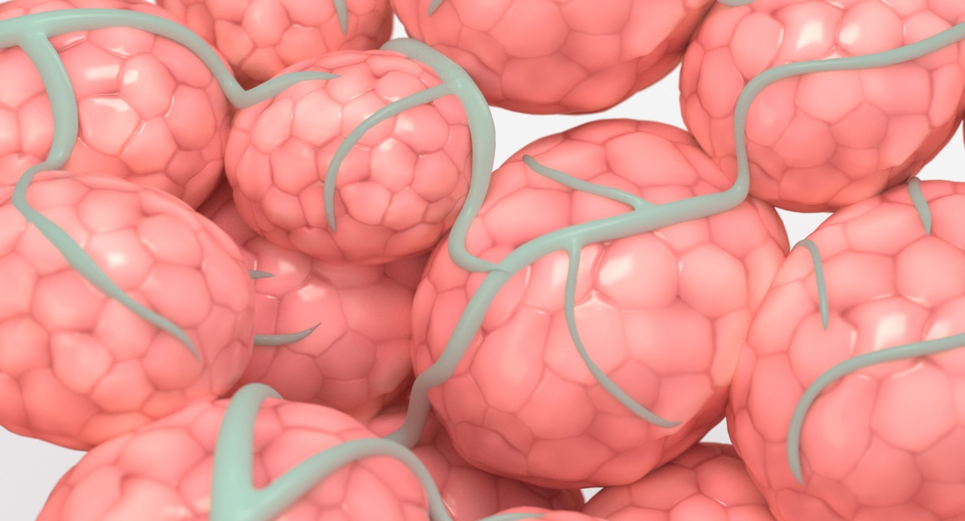 3D mammary gland model https://p.turbosquid.com/ts-thumb/Jk/8eslVl/pEmFxsAh/17_close_view/jpg/1544039873/1920x1080/fit_q87/e65fbfff6af503cce6d5c66b15370e678ddf1937/17_close_view.jpg